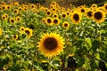 Field of sunflowers under bright sun Royalty Free Stock Photo